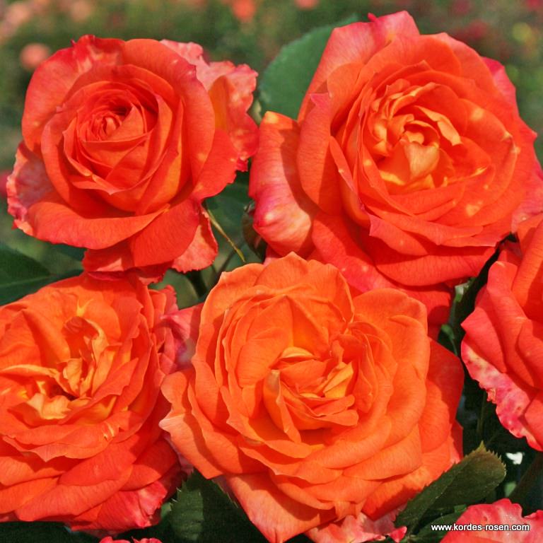 Роза чайно-гибридная Фурио